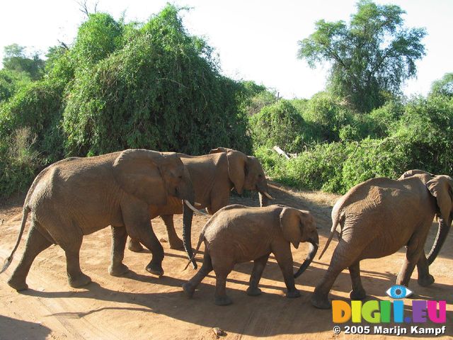 14154 Elephants crossing the road